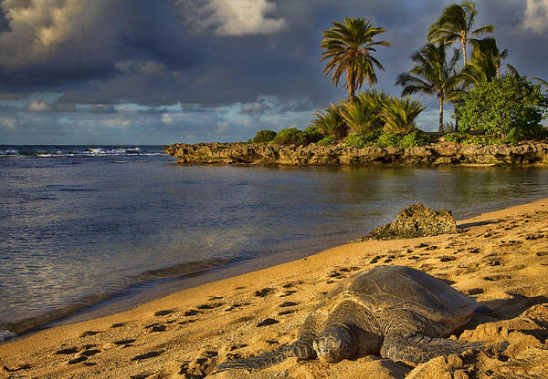 Green Sea Turtle Poster featuring the photograph Green Sea Turtle at Sunset by Douglas Barnard
