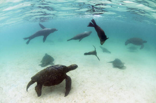 536775 Poster featuring the photograph Green Sea Turtles And Sealions Galapagos by Tui De Roy