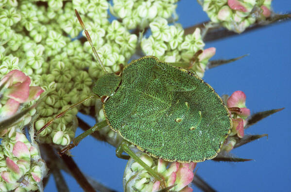 Stink Bug Poster featuring the photograph Green Shield Bug by M F Merlet/science Photo Library