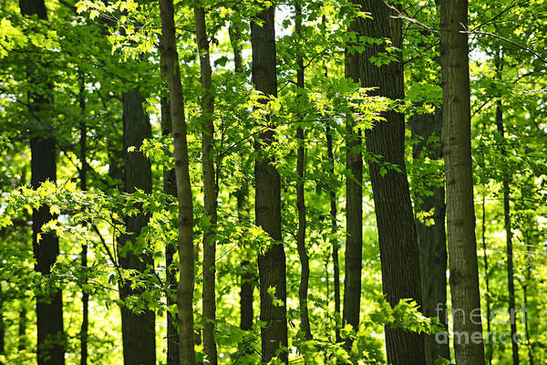 Forest Poster featuring the photograph Green spring forest 2 by Elena Elisseeva