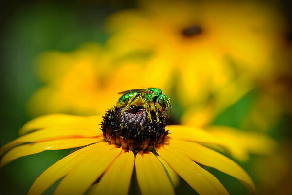 Bee Poster featuring the photograph Green Sweat Bee by Kelly Nowak