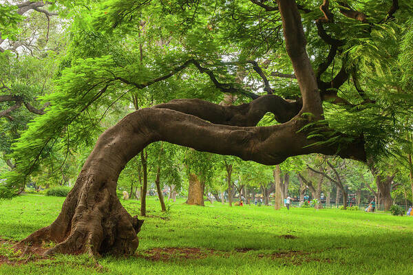 Tranquility Poster featuring the photograph Green by This Is Captured By Sandeep Skphotographys@gmail.com