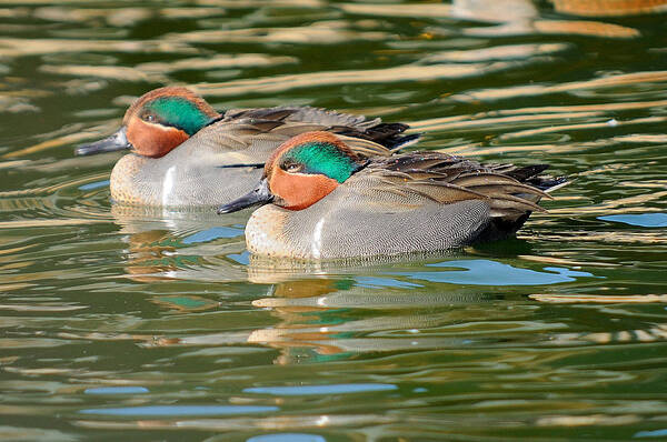 Green-wing Teal Poster featuring the photograph Green-wing Teal by James Lewis