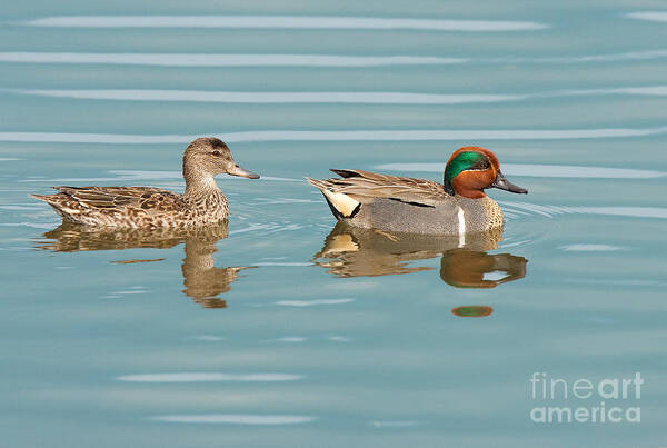 Green Winged Teal Poster featuring the photograph Green Winged Teal Couple Newport Beach California by Ram Vasudev