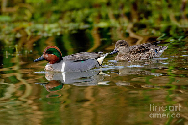 Fauna Poster featuring the photograph Green-winged Teal Pair by Anthony Mercieca