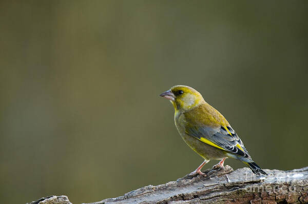 Bark Poster featuring the photograph Greenfinch by Anne Gilbert