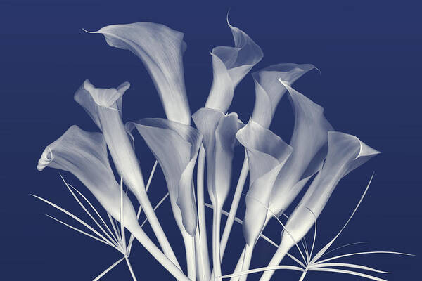 Calla Lilies Poster featuring the photograph Greet the Day in Indigo by Leda Robertson