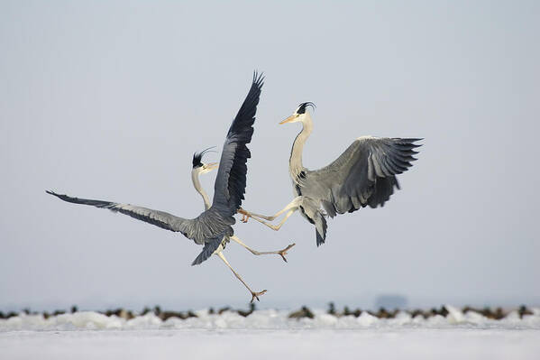Feb0514 Poster featuring the photograph Grey Herons Fighting Germany by Konrad Wothe