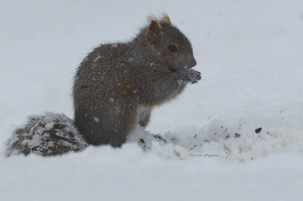 Animal Poster featuring the photograph Grey Squirrel by Steven Clipperton