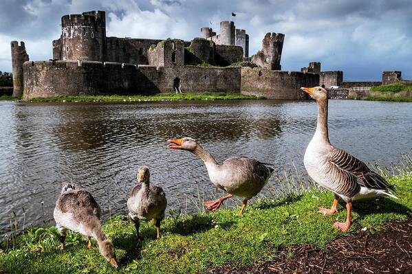 Nobody Poster featuring the photograph Greylag Geese And Caerphilly Castle by Paul Williams
