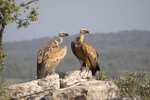 Gerard De Hoog Poster featuring the photograph Griffon Vulture Pair Extremadura Spain by Gerard de Hoog