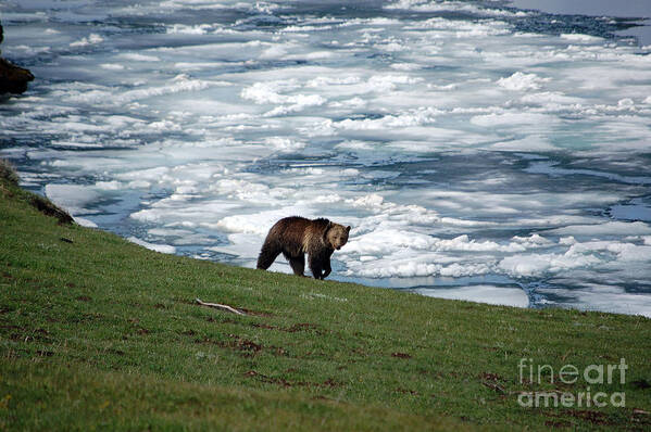 Grizzly Poster featuring the photograph Grizzly Bear on Frozen Lake Yellowstone by Shawn O'Brien