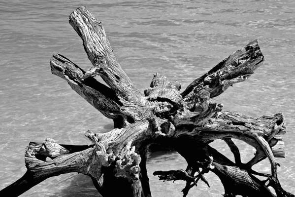 Driftwood Poster featuring the photograph Grounded by Norma Brock