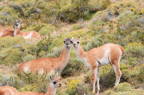 Photograph Poster featuring the photograph Guanaco by Richard Gehlbach