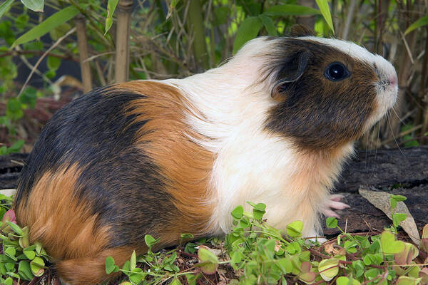 Guinea Pig Poster featuring the photograph Guinea Pig by Jean-Michel Labat