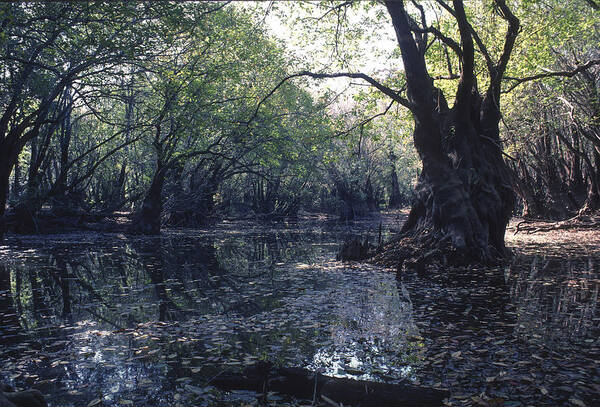 Florida Poster featuring the photograph Gum Swamp by Gerald Grow