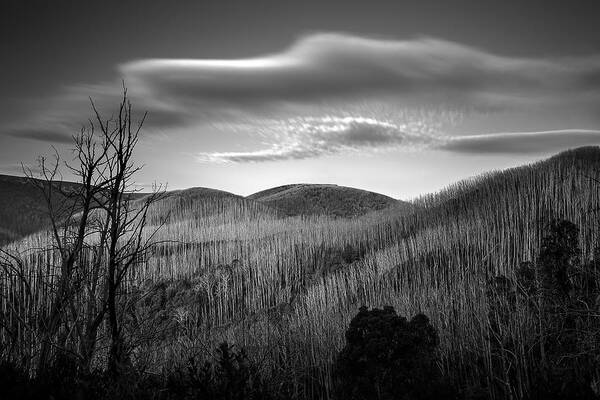 Alpine National Park Poster featuring the photograph Gums of Grey by Mark Lucey