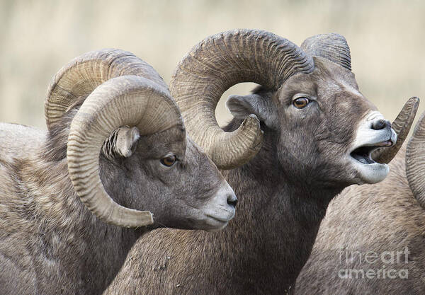 Big Horn Sheep Poster featuring the photograph Guy Talk by Deby Dixon