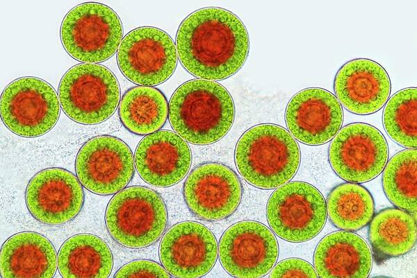 Algae Poster featuring the photograph Haematococcus Algae by Marek Mis