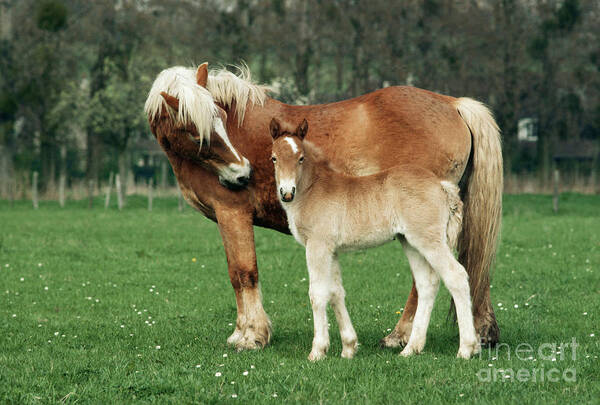 Horse Poster featuring the photograph Haflinger Mother And Foal by Jean-Paul Ferrero