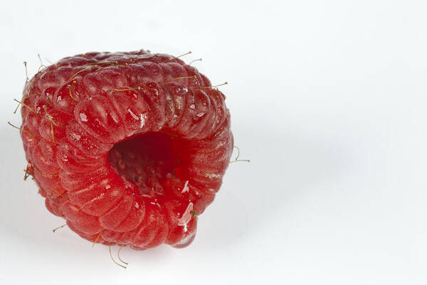 Raspberry Poster featuring the photograph Hairy Raspberry by John Crothers