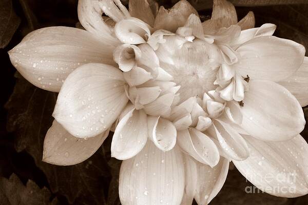 Dahlia Poster featuring the photograph Half Open by Eunice Miller