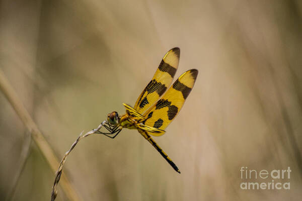 Halloween Poster featuring the photograph Halloween Pennant Dragonfly by Angela DeFrias