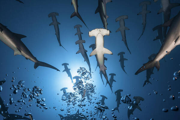 Shark Poster featuring the photograph Hammerhead Shark by Barathieu Gabriel