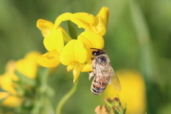 Honeybee Poster featuring the photograph Hanging on Birdsfoot Trefoil by Lucinda VanVleck