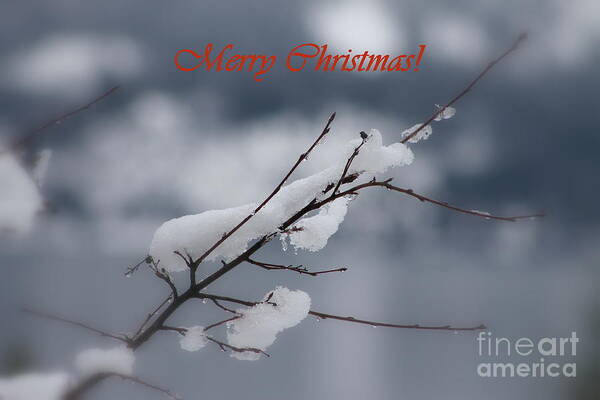 Christmas Poster featuring the photograph Hanging On by Leone Lund