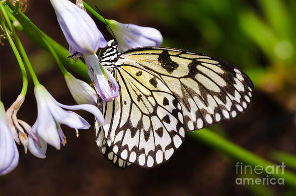 Idea Leuconoe Poster featuring the photograph Hanging On by Tamara Becker