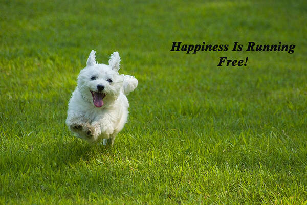 Maltese Poster featuring the photograph Happiness Is Running Free by Pat Exum