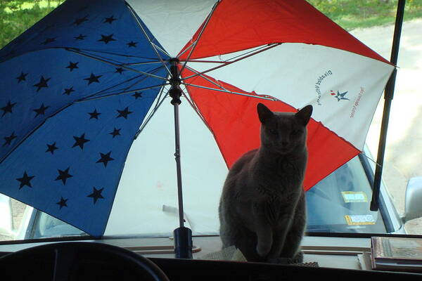 Cat Poster featuring the photograph Happy 4th of July by Susan Woodward