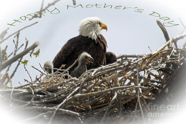 Colorado Poster featuring the photograph Happy Mother's Day by Bob Hislop
