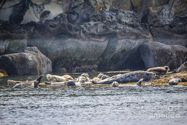 Harbour Seals Poster featuring the photograph Harbour Seals Resting by Alanna DPhoto
