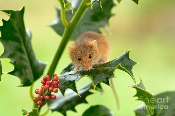 Mouse Poster featuring the photograph Harvest Mouse at Christmas by Louise Heusinkveld