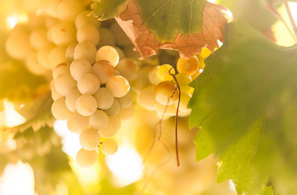 Jenny Rainbow Fine Art Photography Poster featuring the photograph Harvest Time. Sunny Grapes VI by Jenny Rainbow