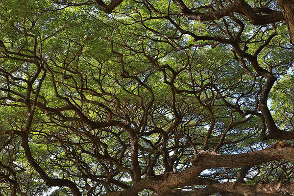 Sam Amato Photography Poster featuring the photograph Hawaiian Banyan Tree by Sam Amato