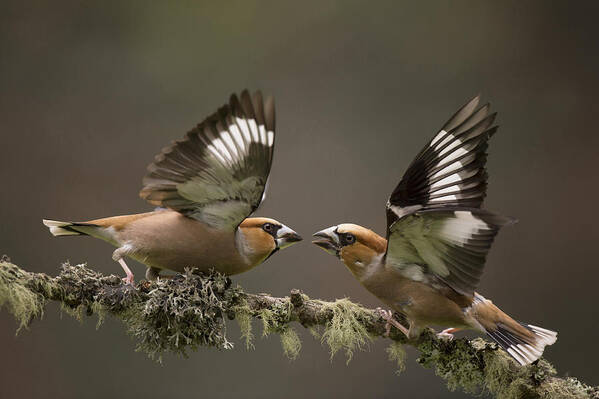 Nis Poster featuring the photograph Hawfinch Males Fighting Gelderland by Edwin Kats