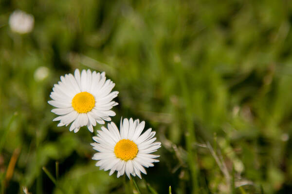 Daisy Poster featuring the photograph He Loves Me He Loves Me Not by Courtney Webster