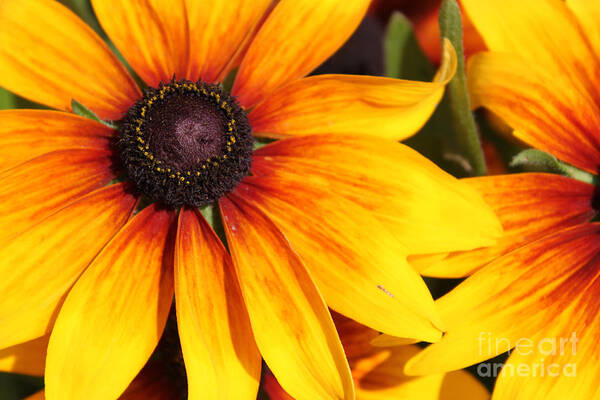 Close Up Poster featuring the photograph Black Eyed Susan by Cathy Beharriell