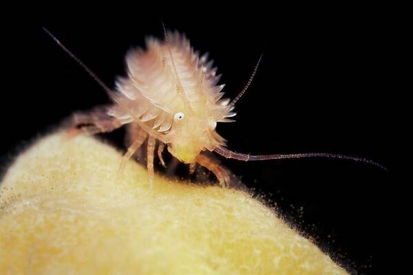 Paramphitoe Cuspidata Poster featuring the photograph Hedgehog Amphipod by Alexander Semenov