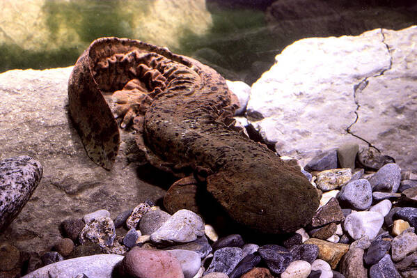 Amphibia Poster featuring the photograph Hellbender Cryptobranchus A by Phil A. Dotson