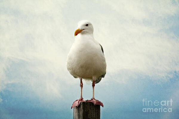 Seagull Poster featuring the photograph Hello by Sylvia Cook