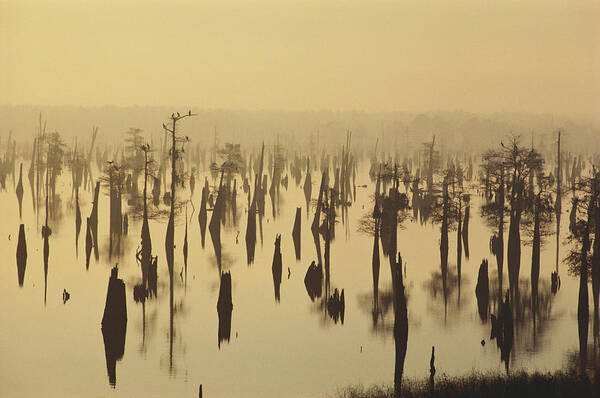 1981 Poster featuring the photograph Henderson Lake, Atchafalaya Swamp by Dan Guravich