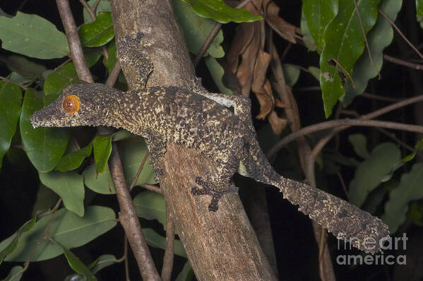 Henkel's Leaftailed Gecko Poster featuring the photograph Henkels Leaftailed Gecko by Greg Dimijian