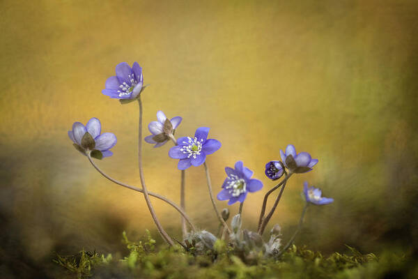 Flower Poster featuring the photograph Hepatica Nobilis Flower by Piet Haaksma
