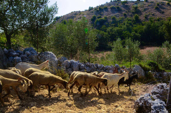 Mutton Poster featuring the photograph Herd of sheep in Tuscany by Dany Lison