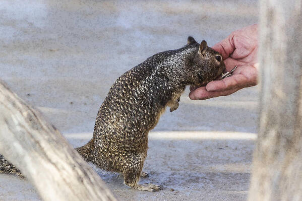 Squirrel Poster featuring the digital art Here Ya Go by Photographic Art by Russel Ray Photos