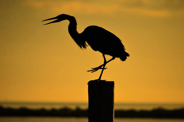 Heron Poster featuring the photograph Heron at Sunrise by Leticia Latocki